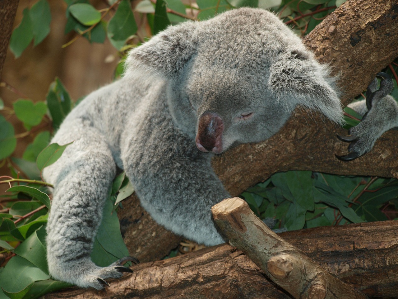 Laziness　coala